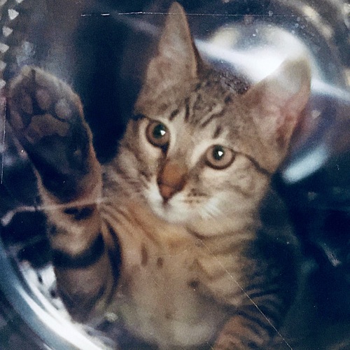 Space Cat by Mogubo